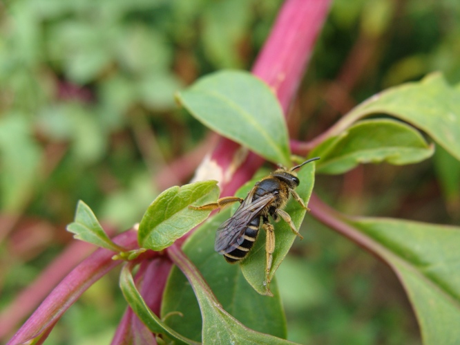 femmina di Halictus